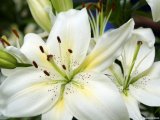 White Lilies.jpg